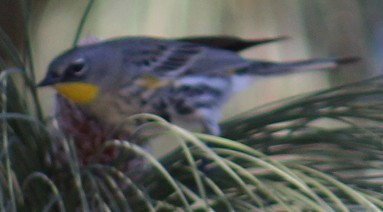 Yellow-rumped Warbler - ML649029655