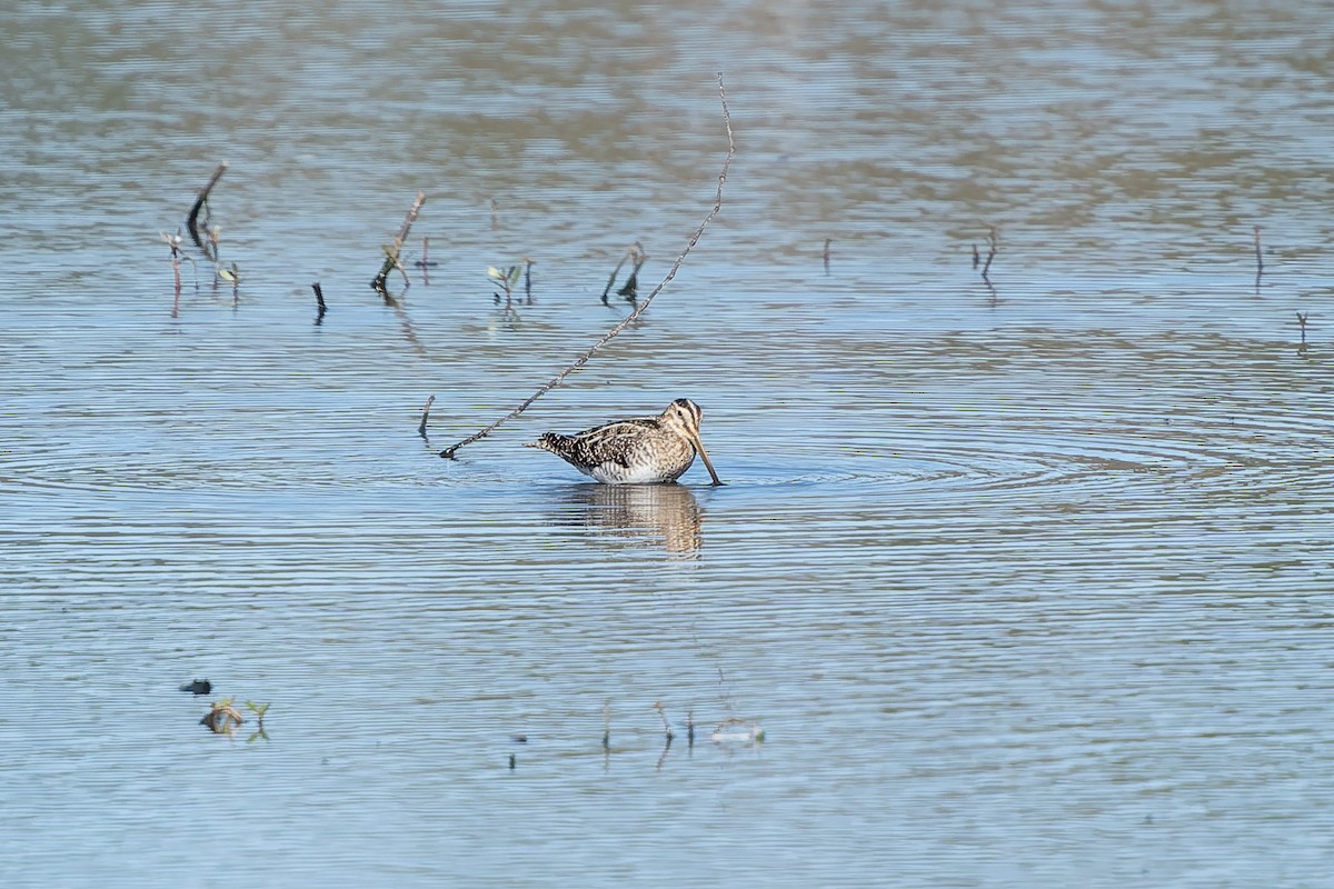 Wilson's Snipe - ML649029695