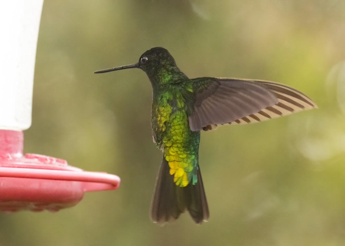 Dusky Starfrontlet - ML649029810