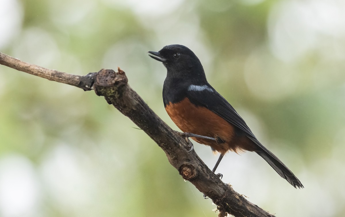 Chestnut-bellied Flowerpiercer - ML649029824