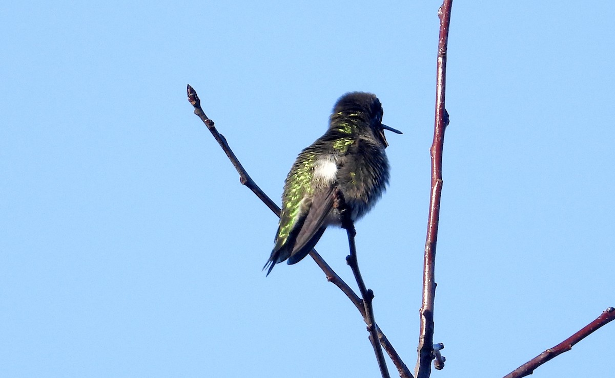 Anna's Hummingbird - ML649029861