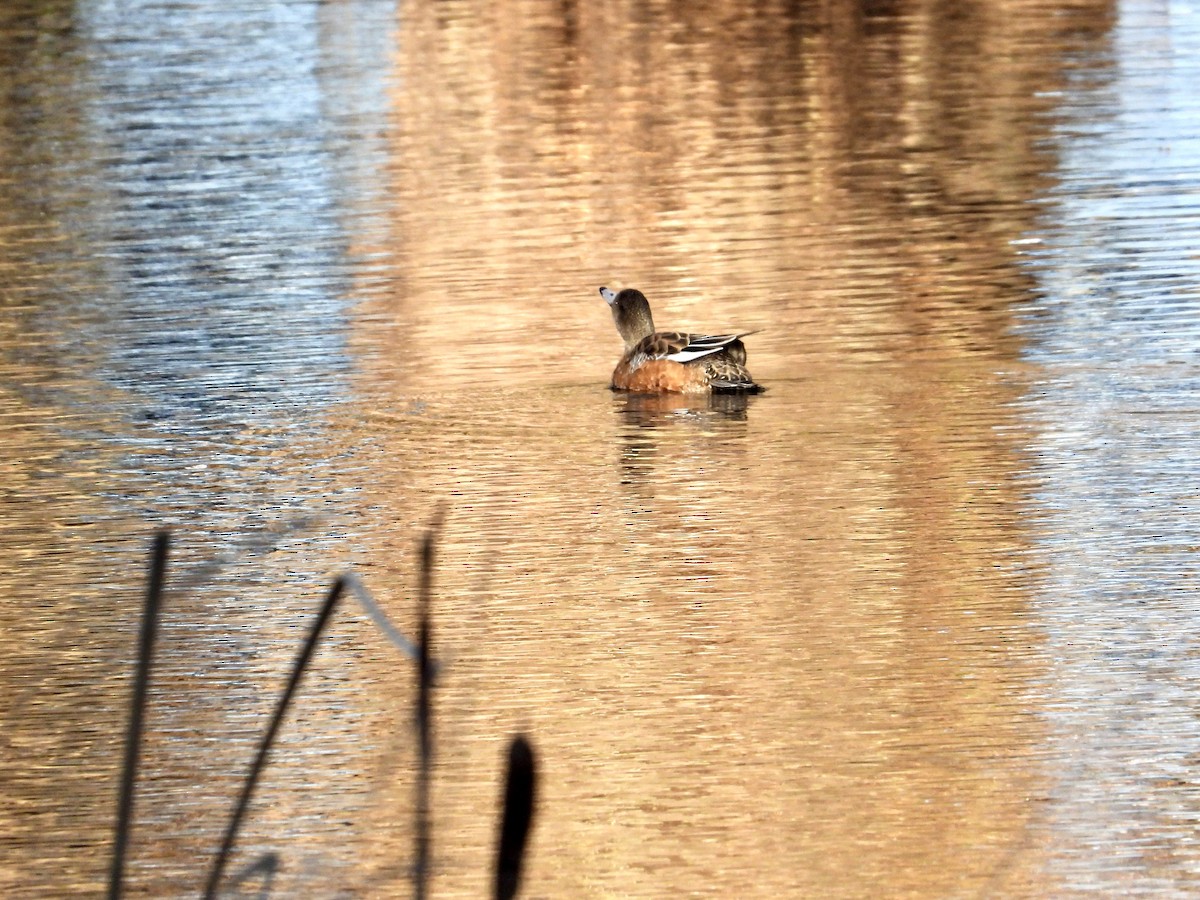 Fischione americano - ML649029903