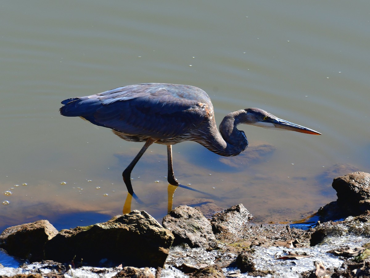 Great Blue Heron - ML649029944