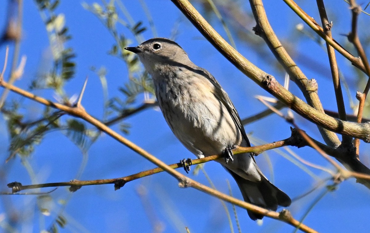 Yellow-rumped Warbler - ML649029956
