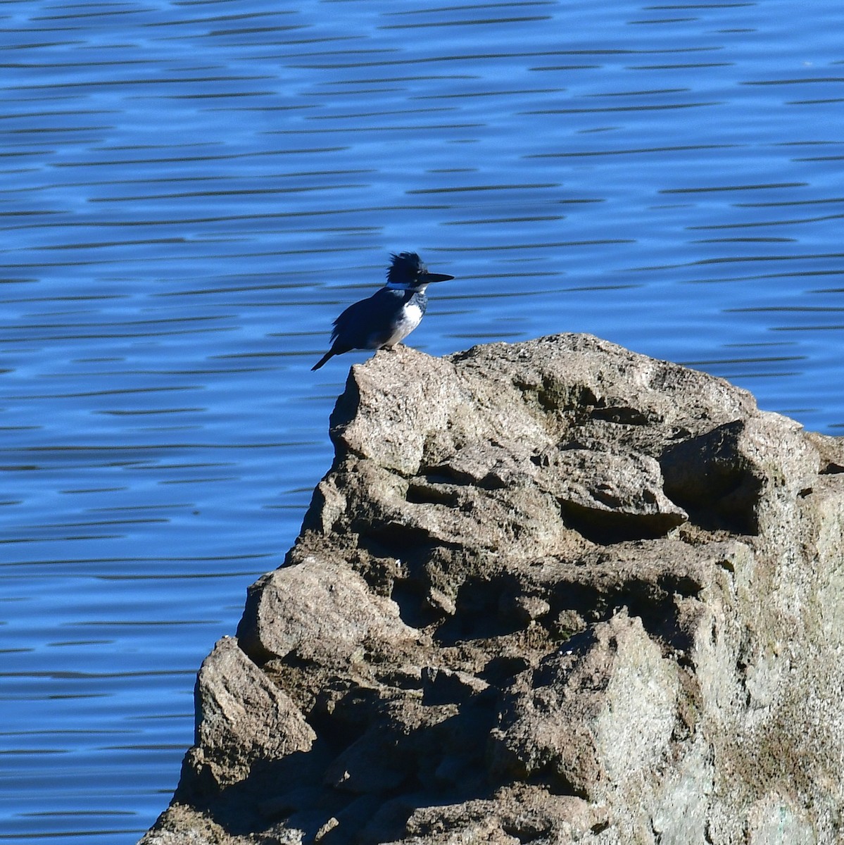 Belted Kingfisher - ML649029958