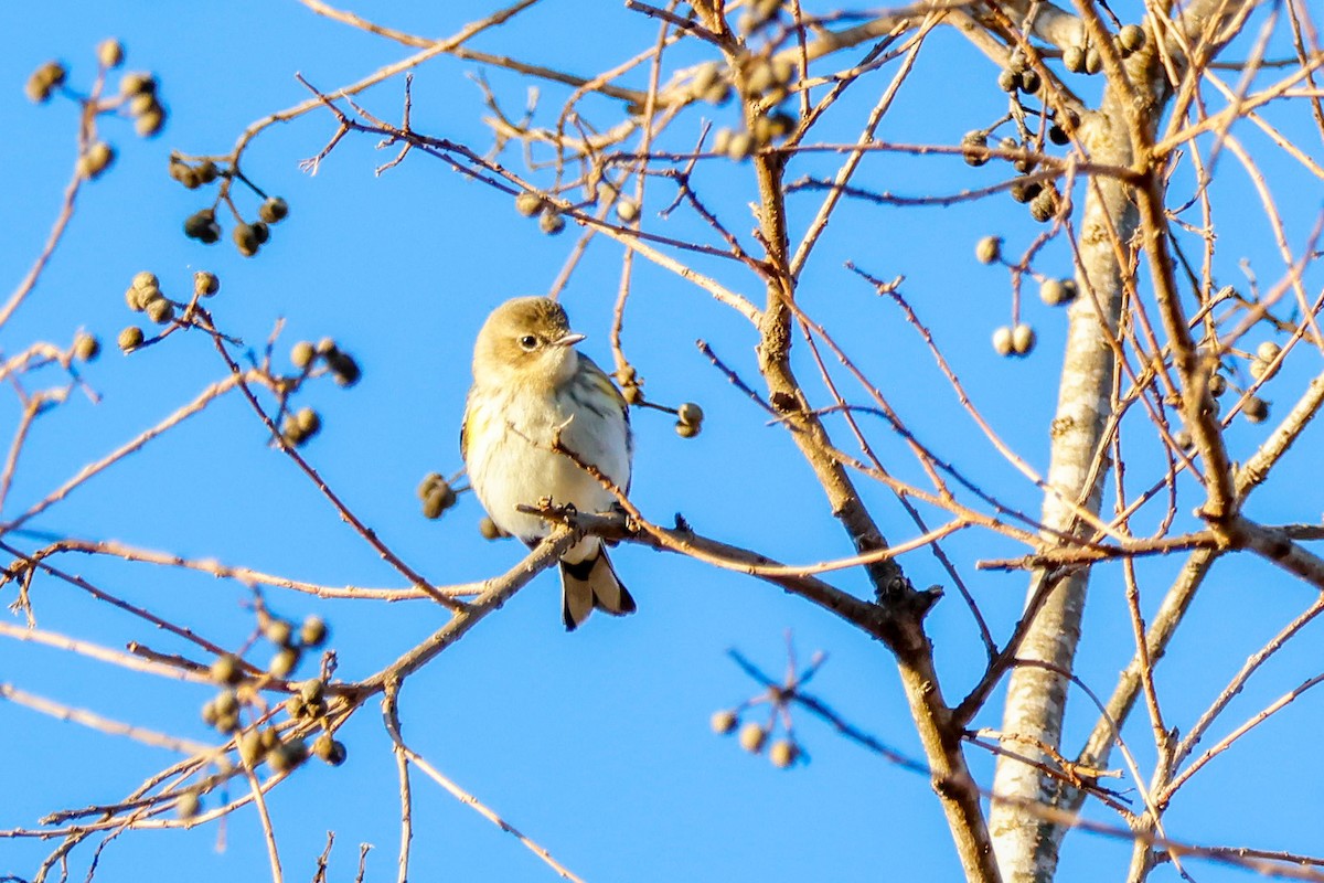 Yellow-rumped Warbler (Myrtle) - ML649029964