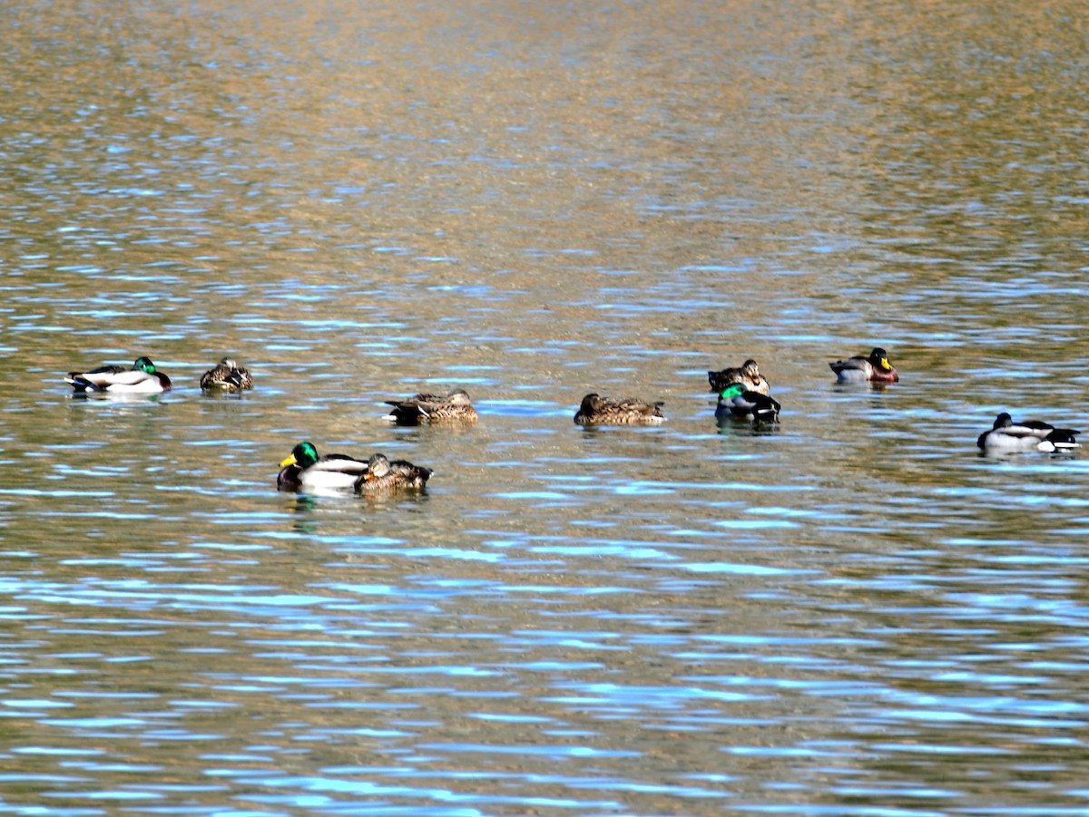 Mallard - ML649029967