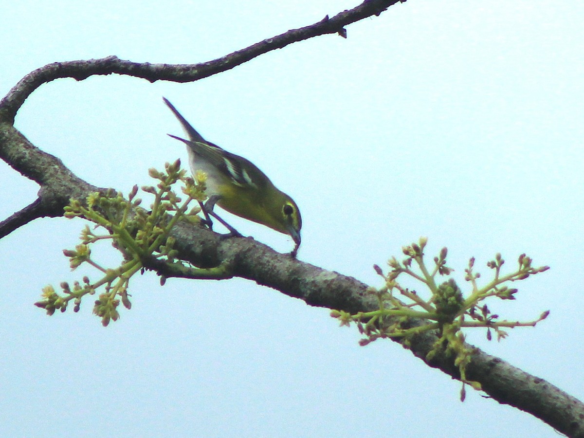 ויראו צהוב-גרון - ML649029986