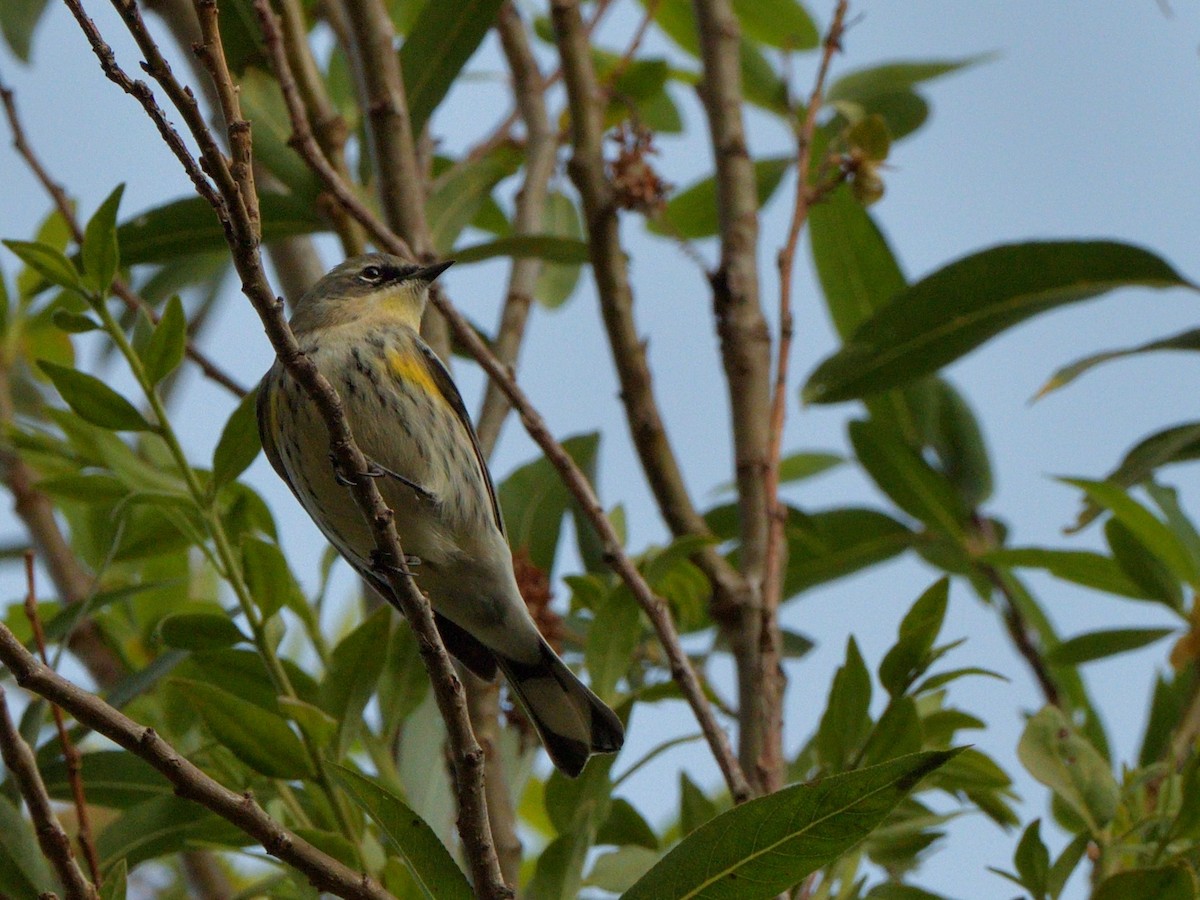 Yellow-rumped Warbler (Myrtle) - ML649029996