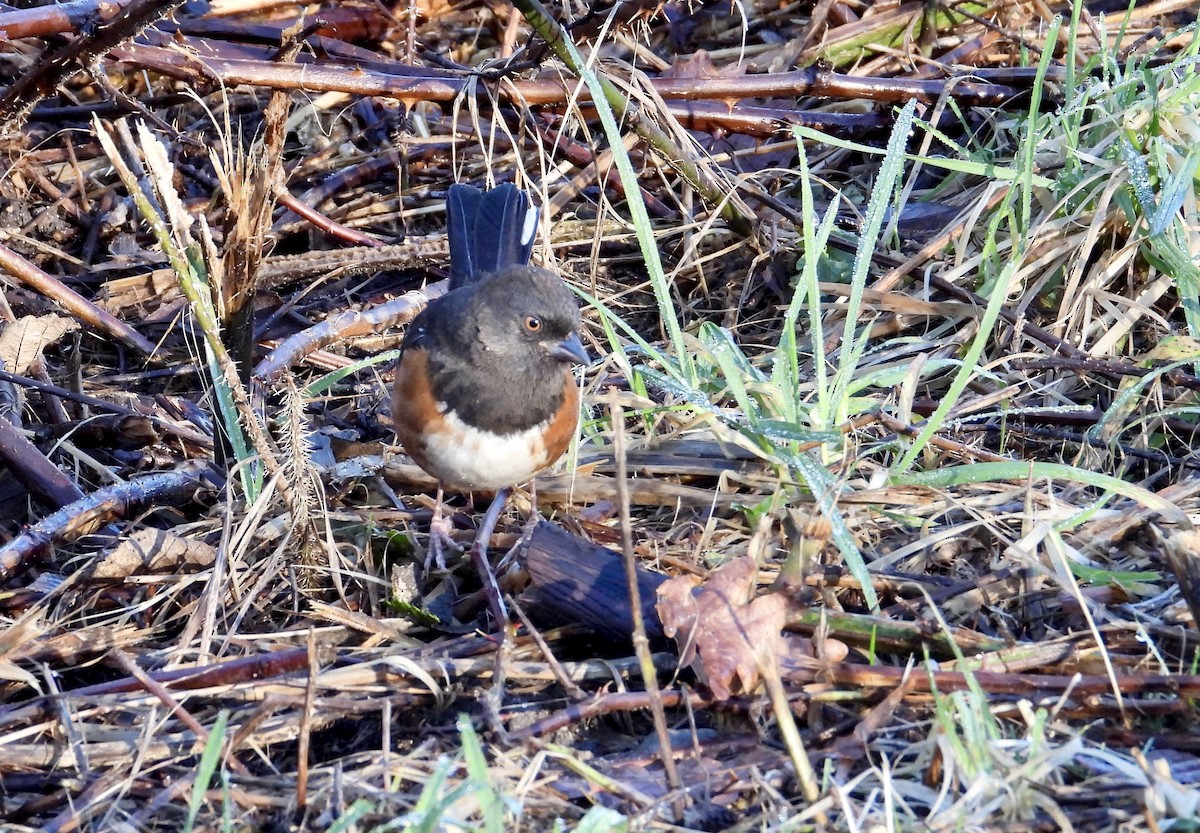 Spotted Towhee - ML649030196