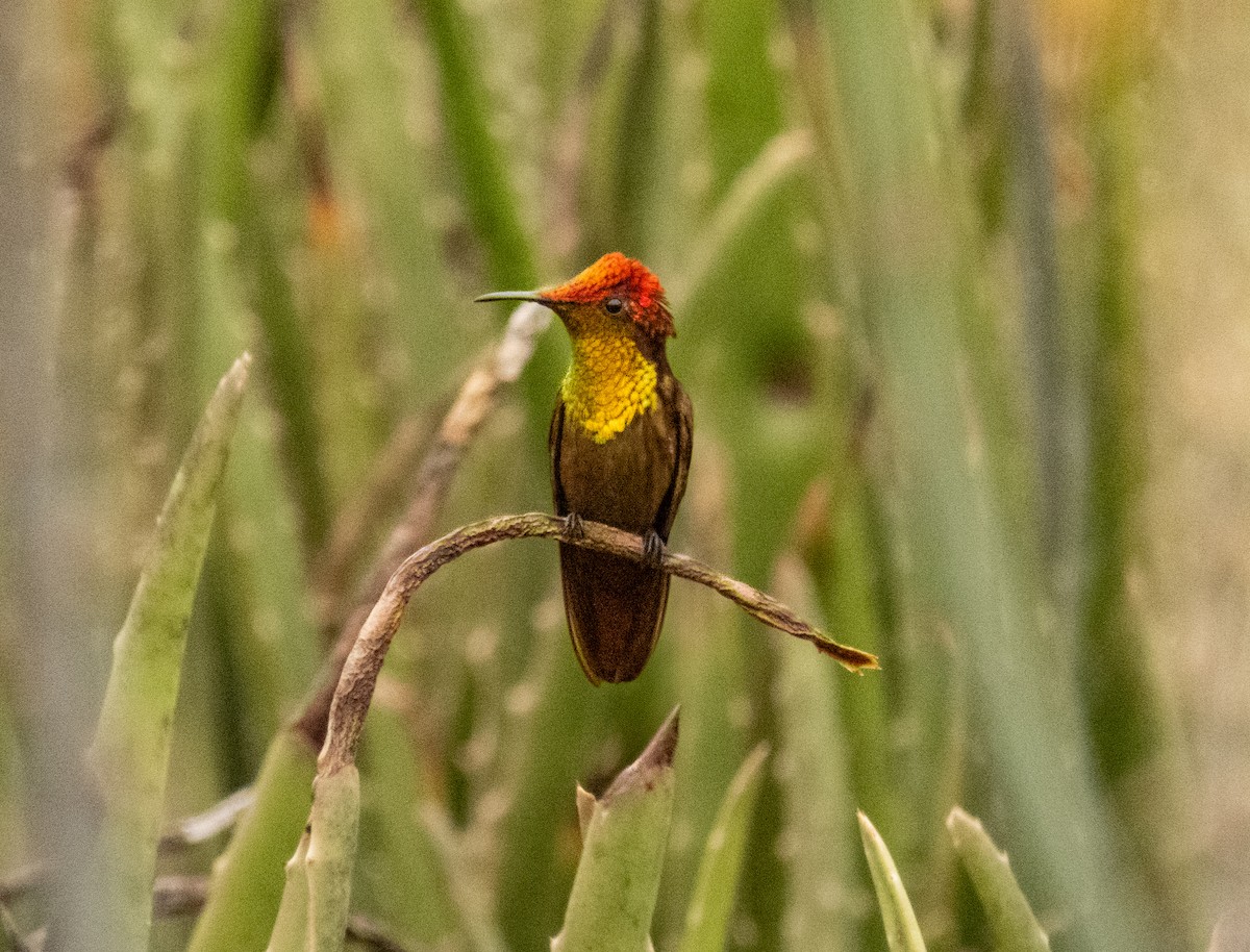 Ruby-topaz Hummingbird - ML649030221