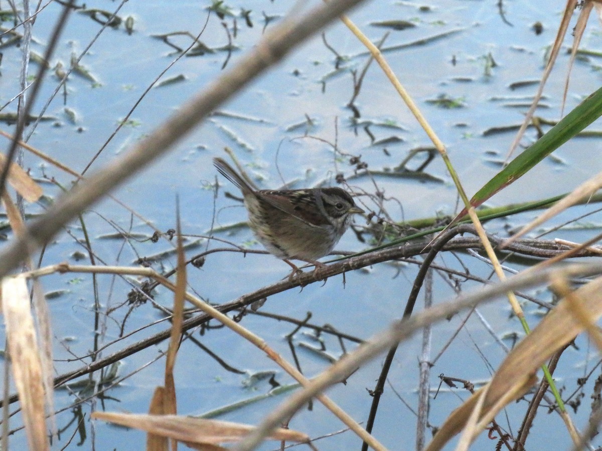 Swamp Sparrow - ML649030299