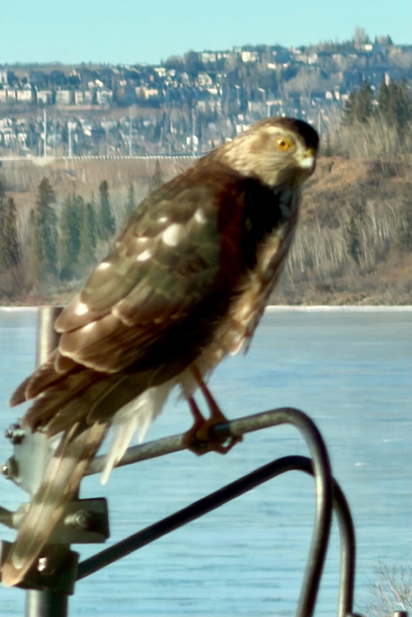 Gavilán Americano - ML649030482