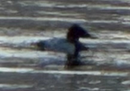 Büyük Elmabaş - ML649030507