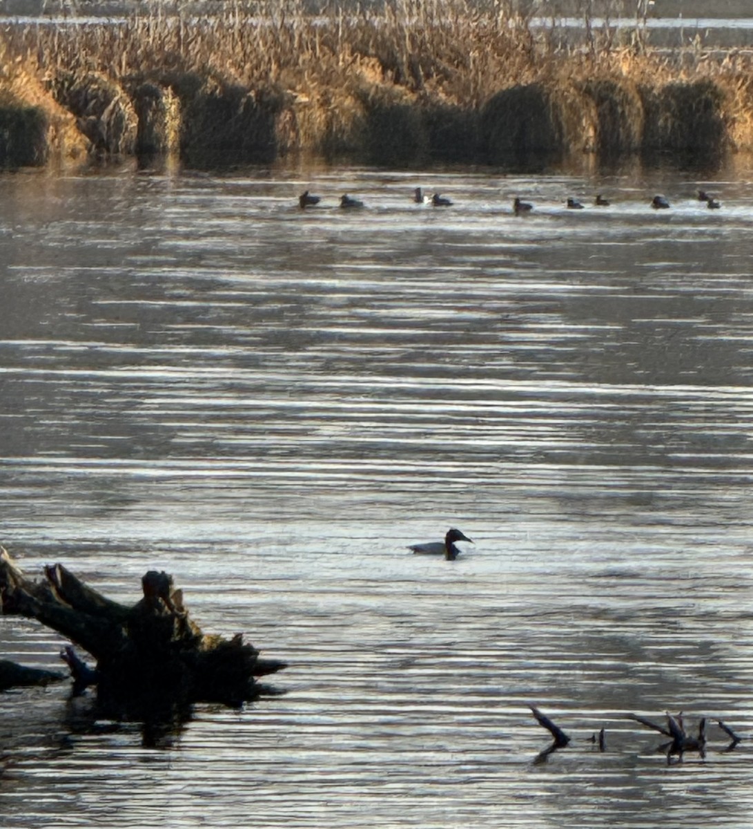 Büyük Elmabaş - ML649030509