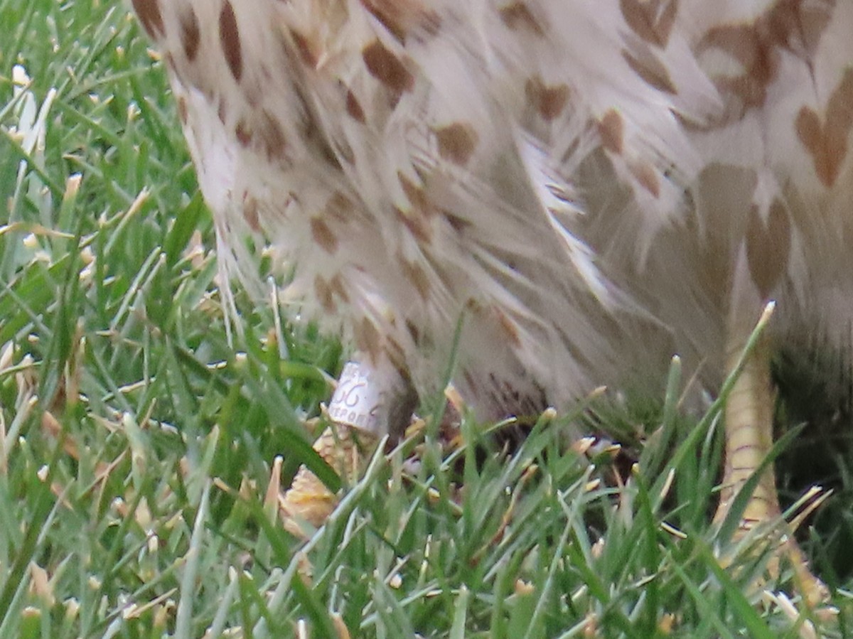 Red-shouldered Hawk - ML649030565