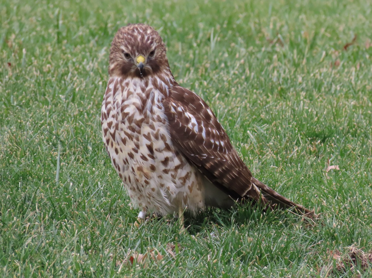 Red-shouldered Hawk - ML649030569