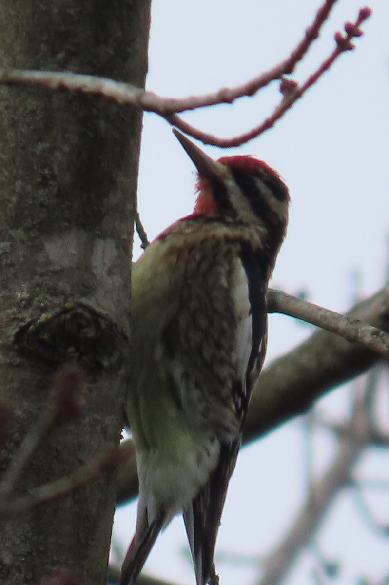 Yellow-bellied Sapsucker - ML649030583