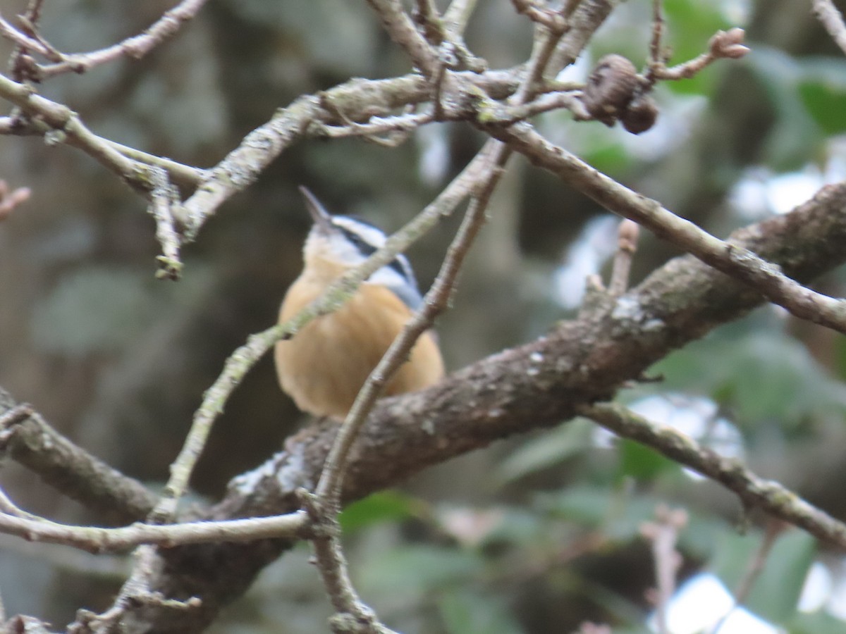 Red-breasted Nuthatch - ML649030612
