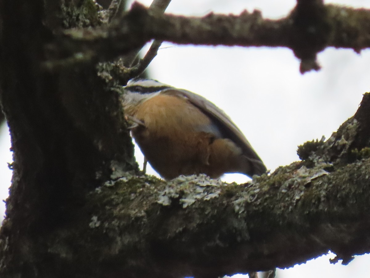 Red-breasted Nuthatch - ML649030613