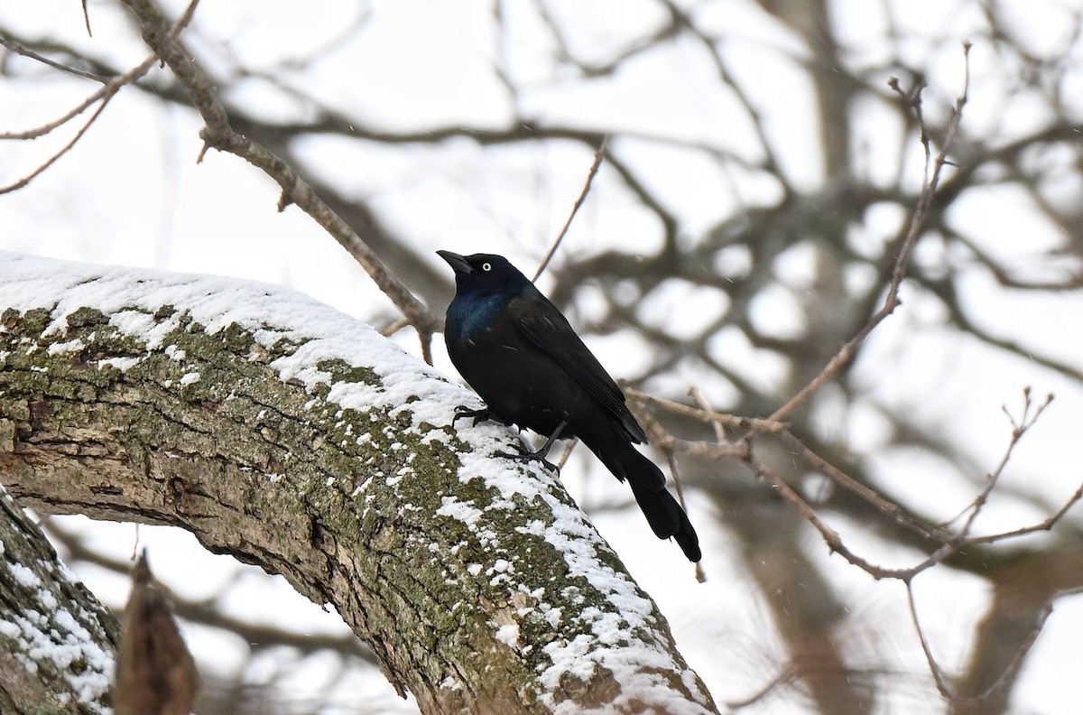 Common Grackle - ML649030615