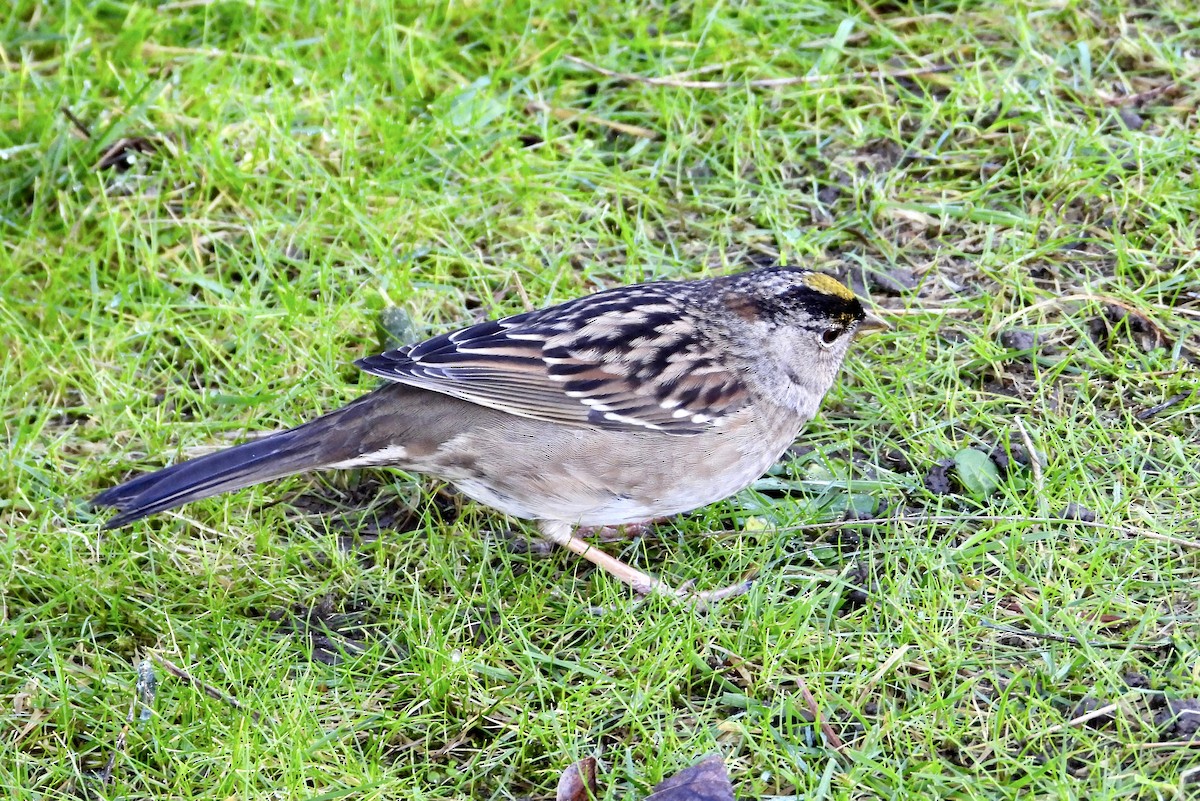 Golden-crowned Sparrow - ML649030617