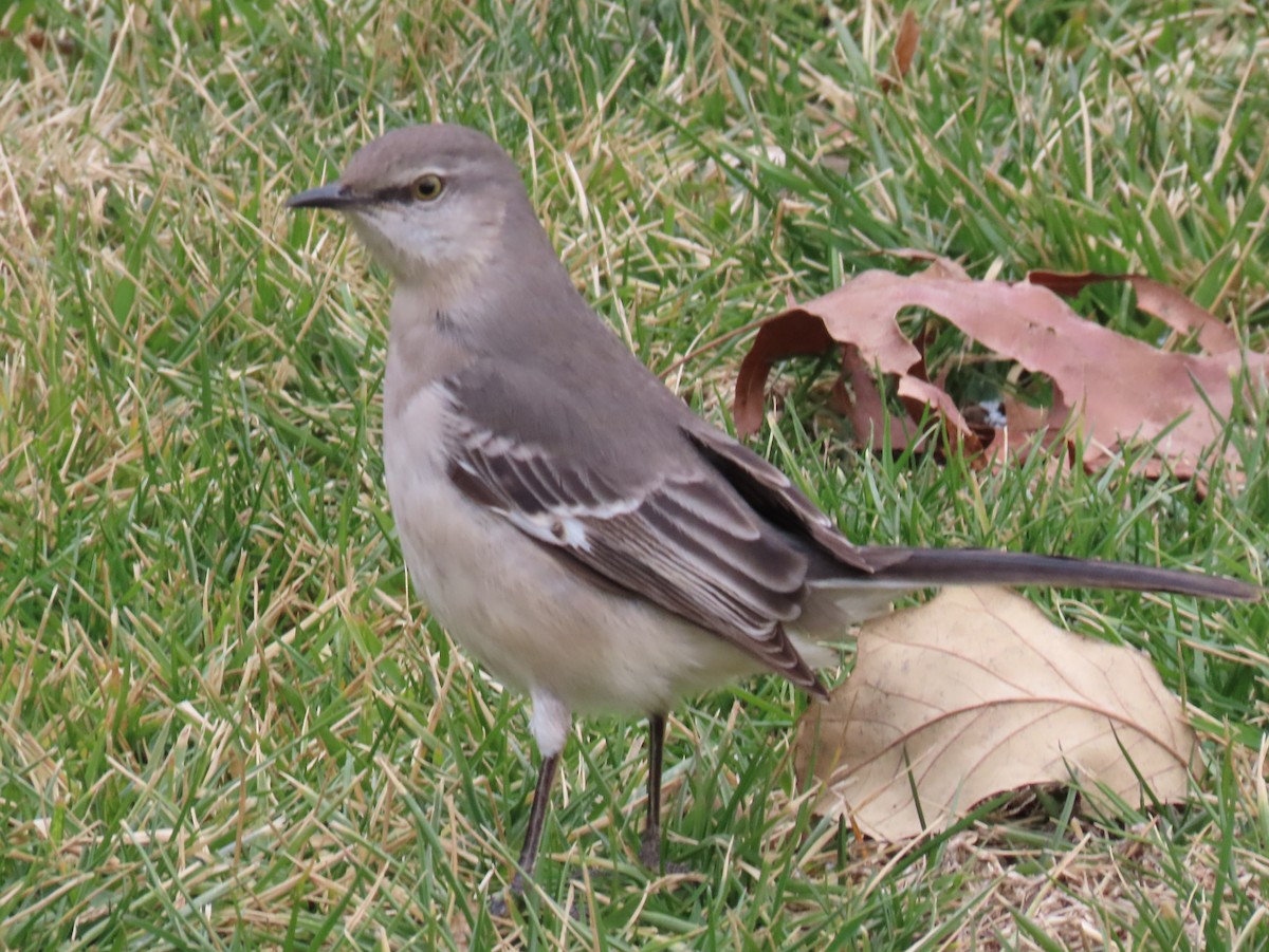 Northern Mockingbird - ML649030619