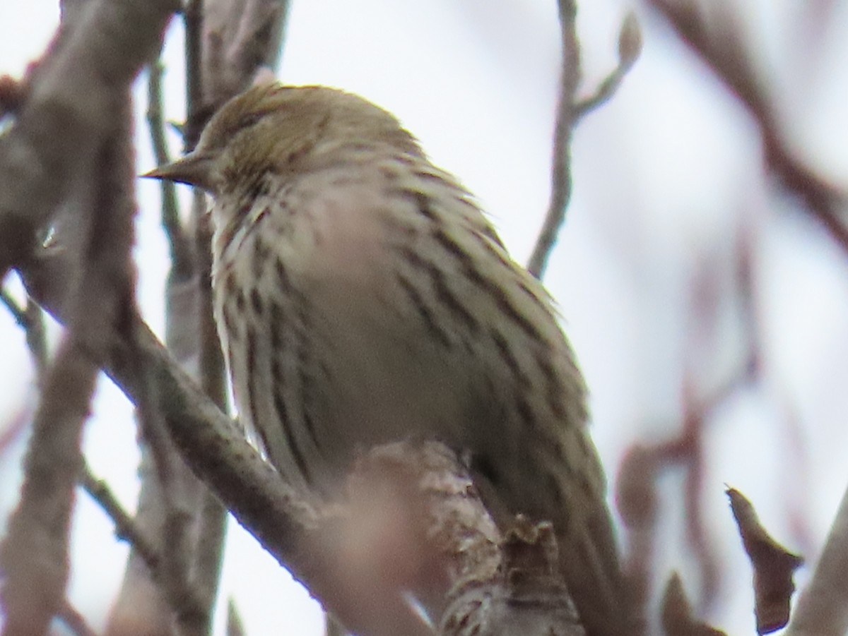 Pine Siskin - ML649030629