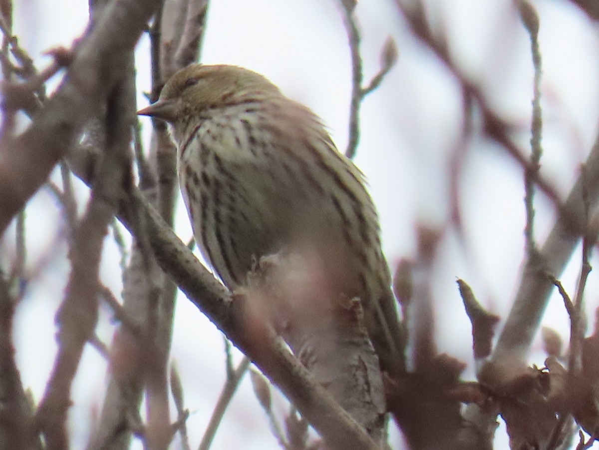 Pine Siskin - ML649030631
