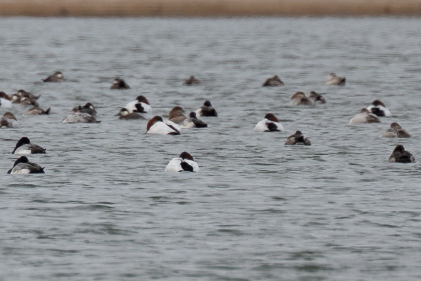 Büyük Elmabaş - ML649030670