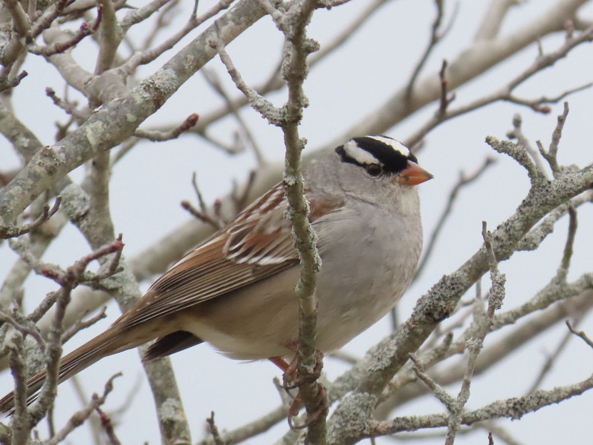White-crowned Sparrow - ML649031142