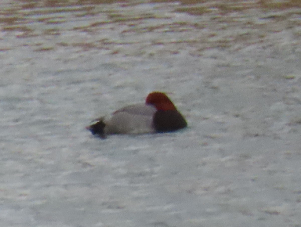 Redhead - ML649031154