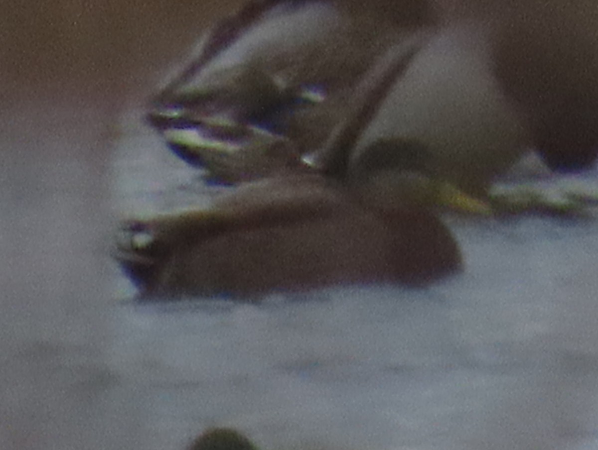 Mallard x American Black Duck (hybrid) - ML649031187