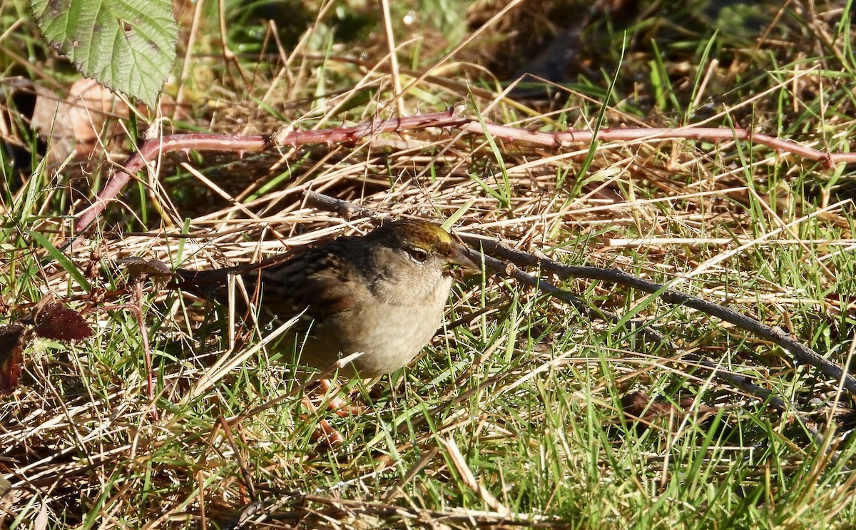 Golden-crowned Sparrow - ML649031233