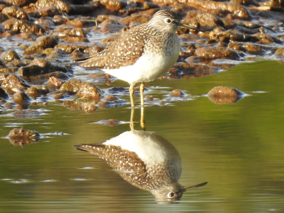 Solitary Sandpiper - ML649031327
