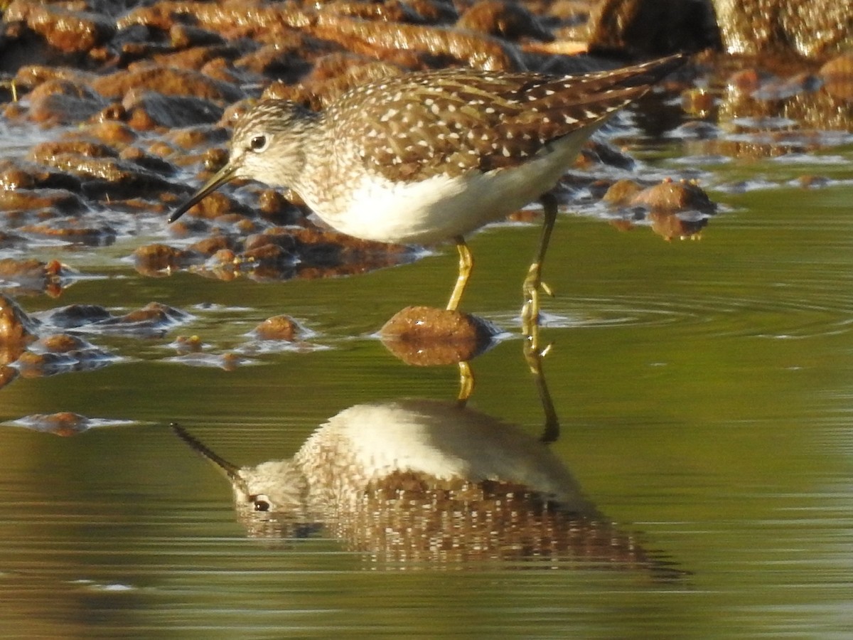 Solitary Sandpiper - ML649031397