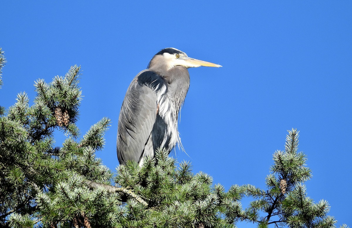 Great Blue Heron - ML649031421