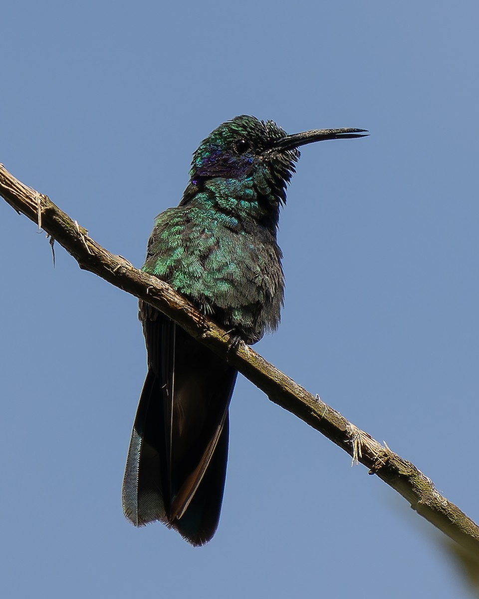 Lesser Violetear - ML649031593