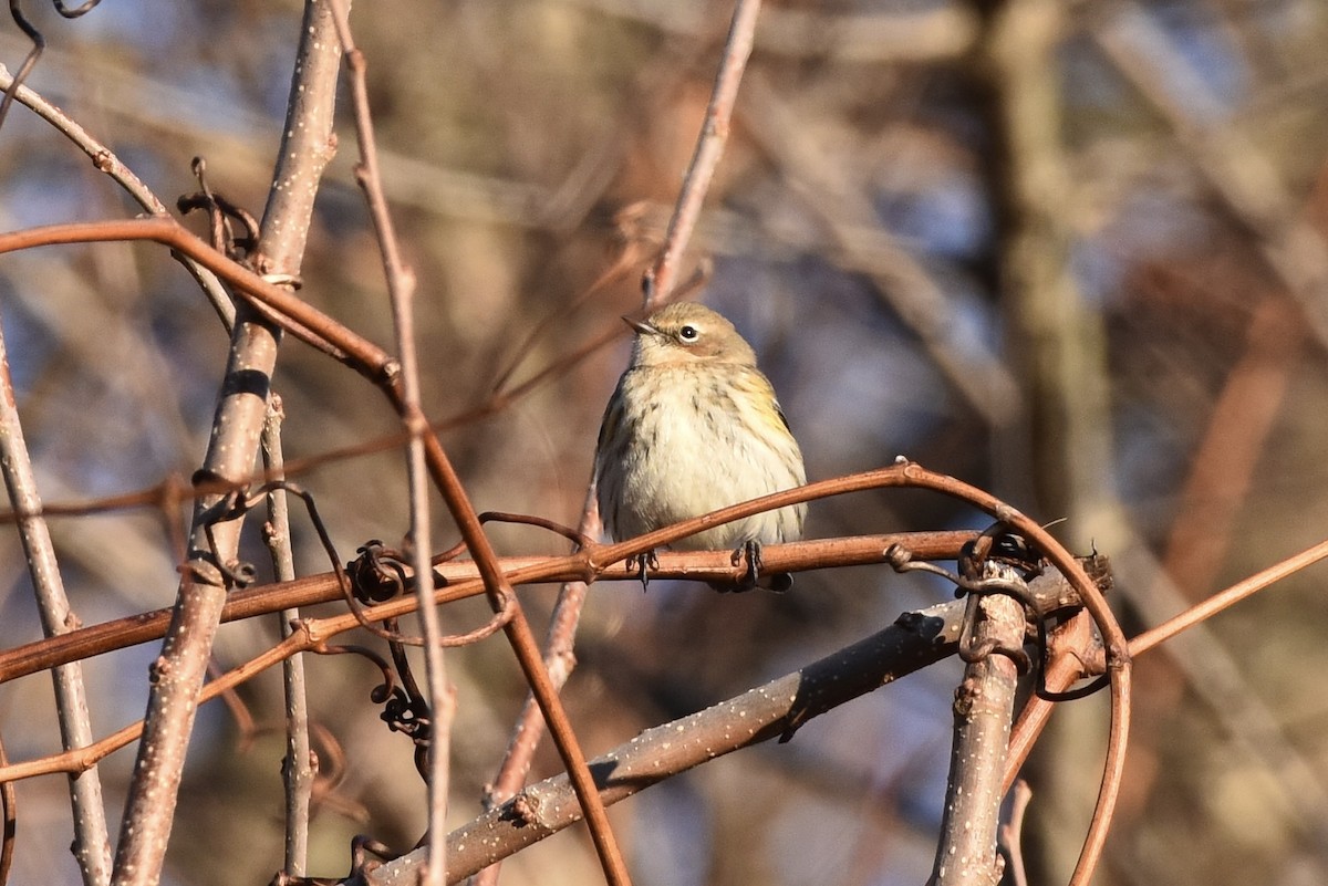 Yellow-rumped Warbler - ML649031653