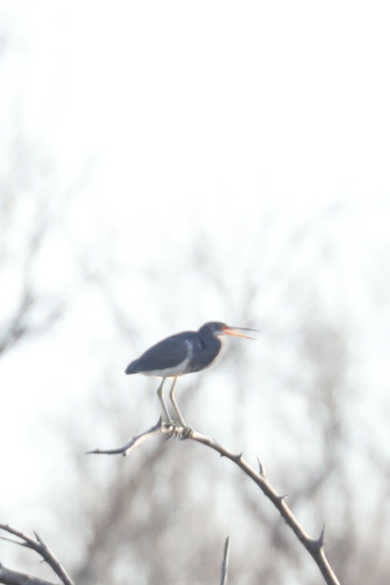 volavka tříbarvá - ML649031696