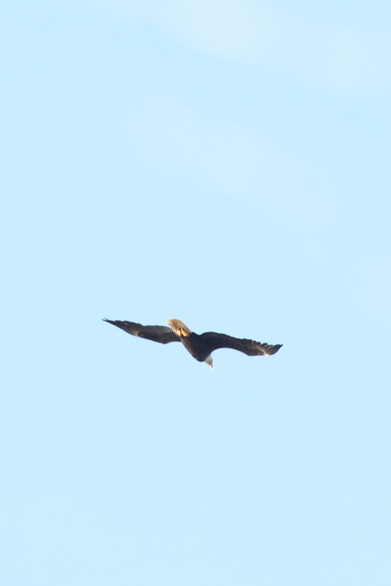 orel bělohlavý - ML649031698