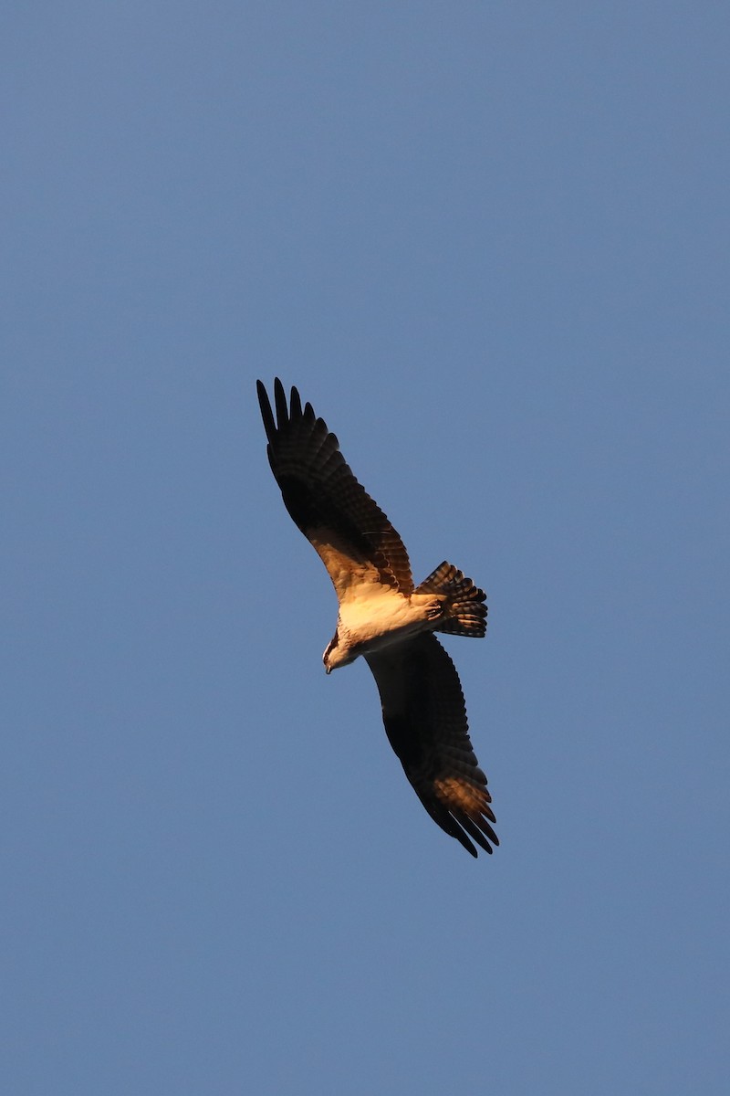 orlovec říční - ML649031713