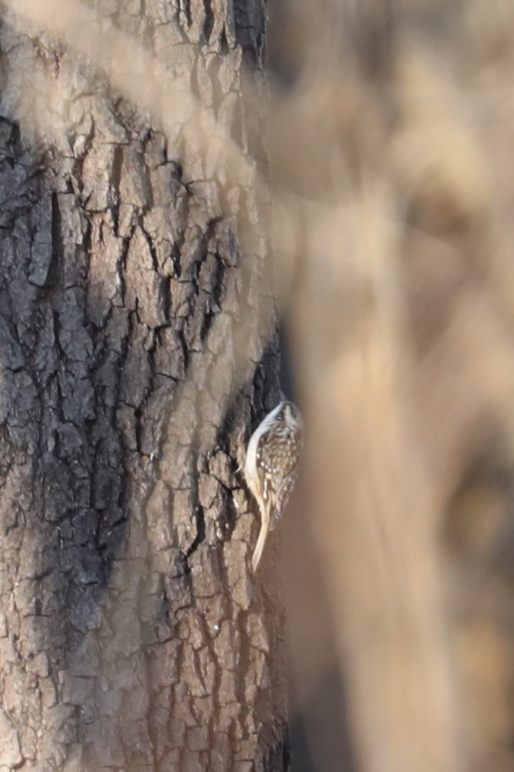 šoupálek americký - ML649031723