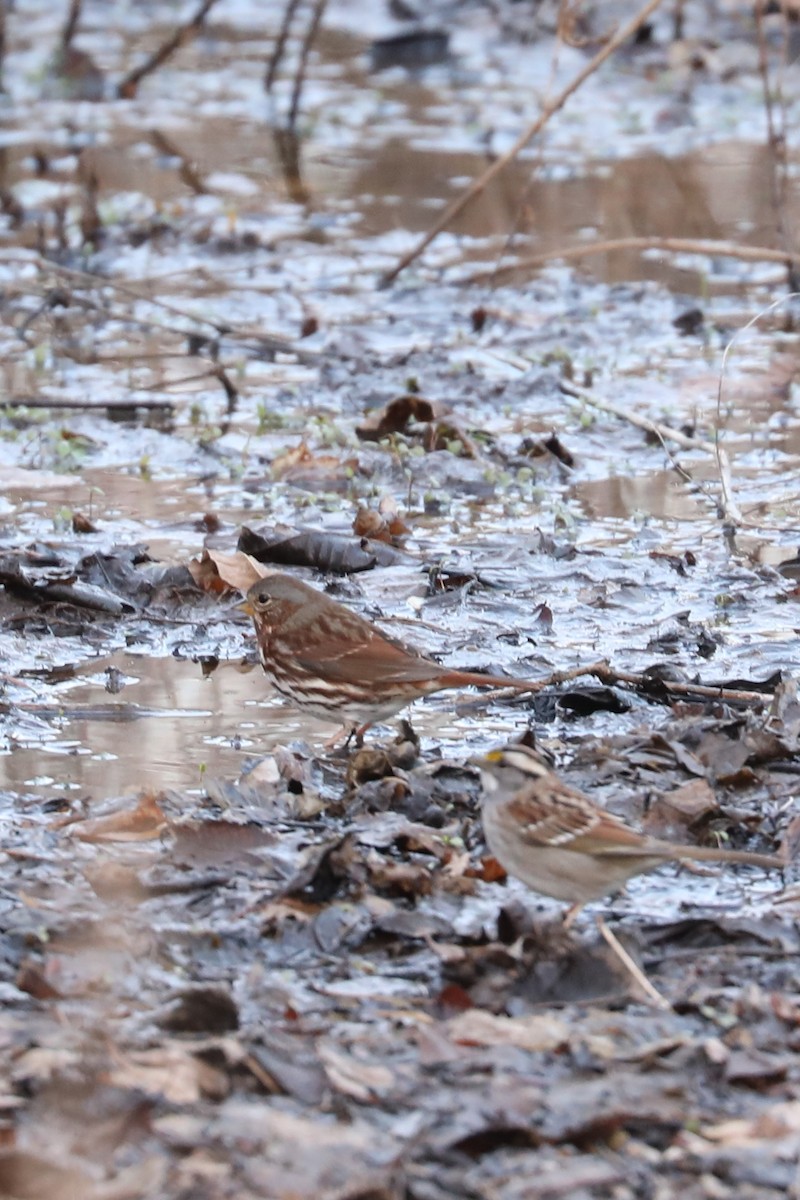 strnadec kaštanový - ML649031736