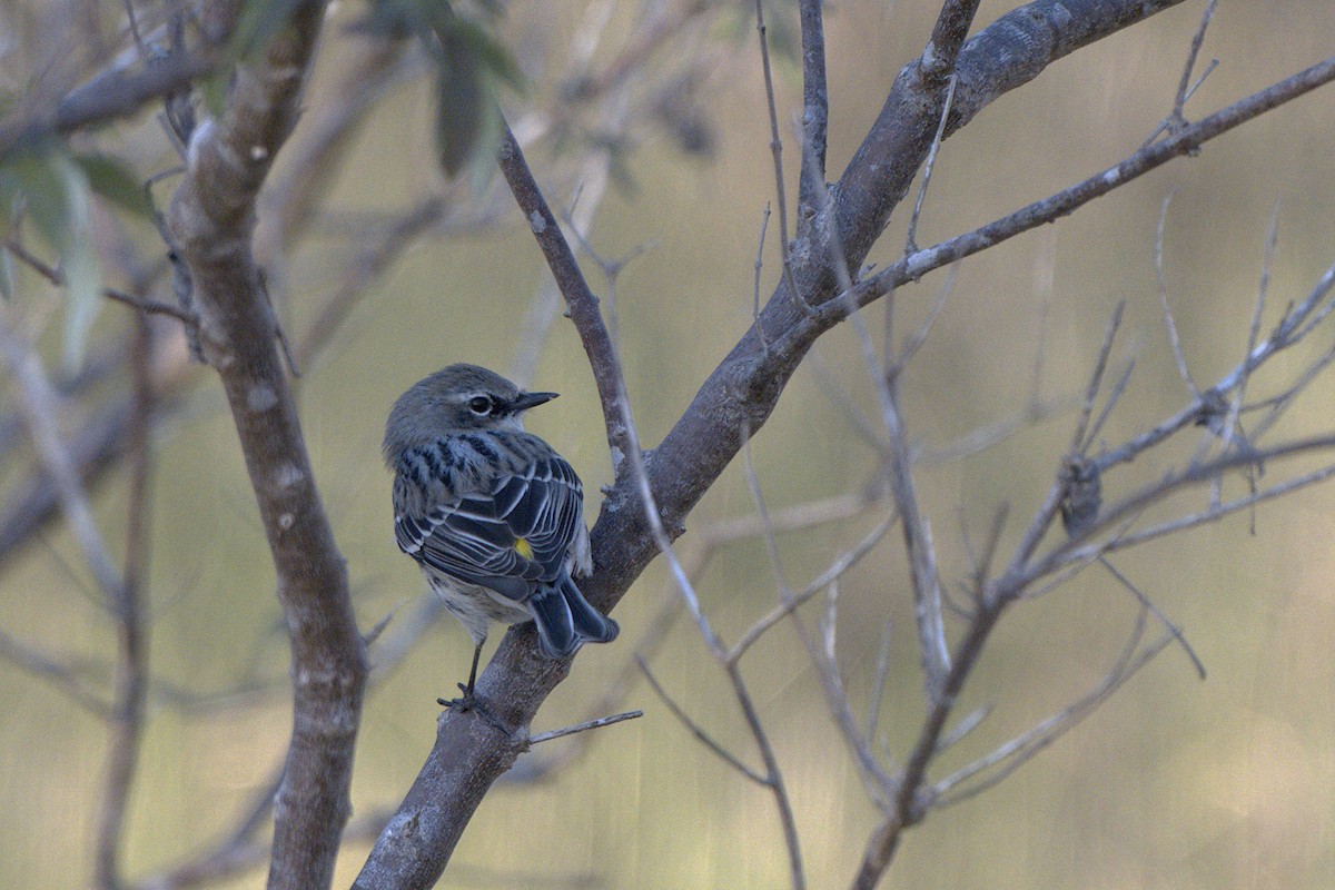 Yellow-rumped Warbler - ML649031741