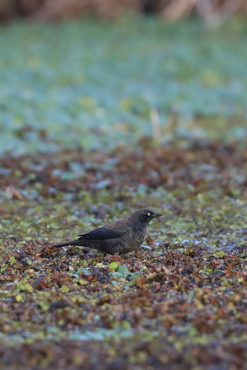 Rusty Blackbird - ML649031751