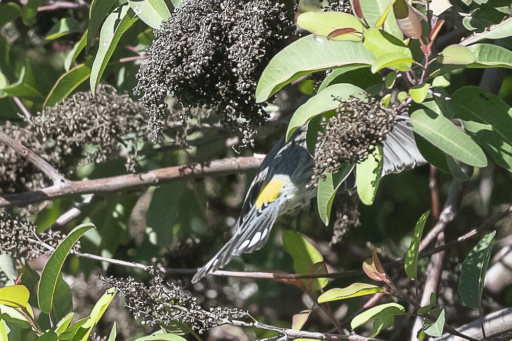 Yellow-rumped Warbler - ML649031883