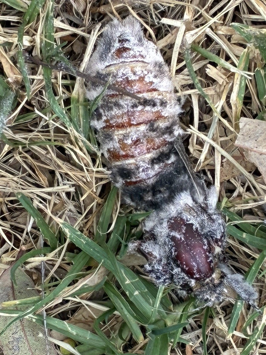 Giant Wood Moth - ML649031897