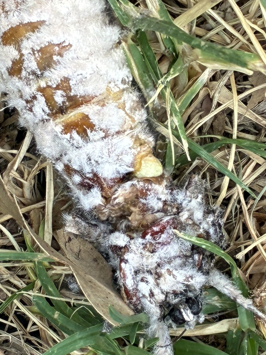 Giant Wood Moth - ML649031898