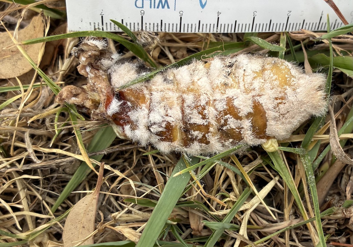 Giant Wood Moth - ML649031899